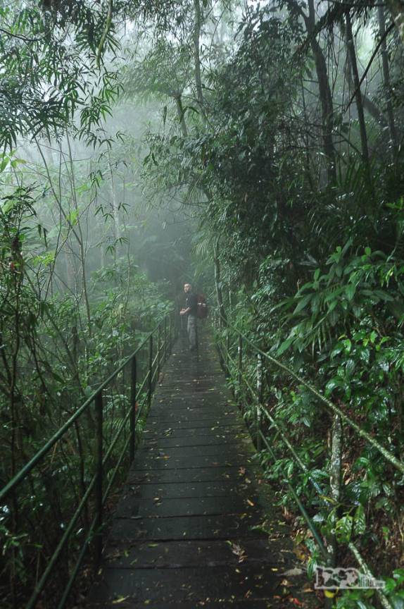 Caminhando por trilha suspensa em meio à vegetação densa da parte baixa do Parque Nacional da Serra dos Órgãos, no Rio de Janeiro, próximo a portaria de Teresópolis